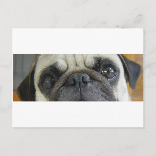 Carte Postale pug yeux de faon.png