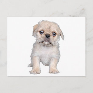 Carte Postale "Pug-zu"