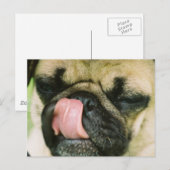Carte Postale Pugalicious Postcard (Devant / Derrière)