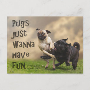 Carte postale "Pugs just wanna have fun"