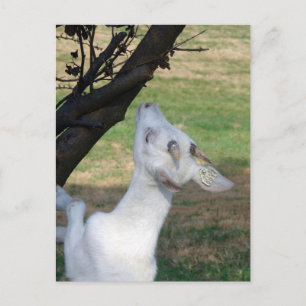 Carte Postale Puis-Je Monter Cet Arbre ?