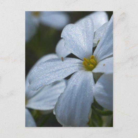 Carte Postale Puissance de flux (Devant)