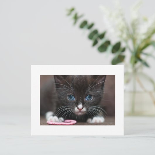 Carte Postale Puissance de Kitten (Debout devant)