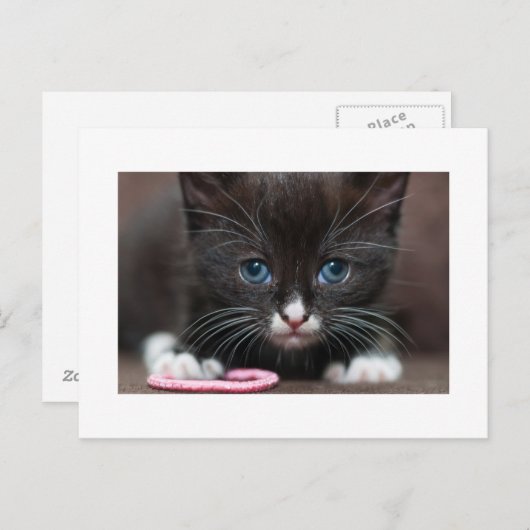 Carte Postale Puissance de Kitten (Devant / Derrière)