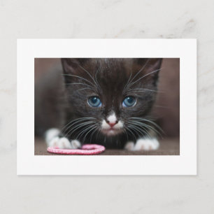 Carte Postale Puissance de Kitten