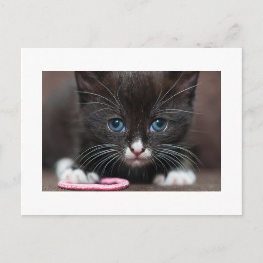 Carte Postale Puissance de Kitten (Devant)