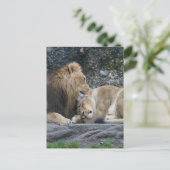 Carte Postale Puissant amour Lion (Debout devant)
