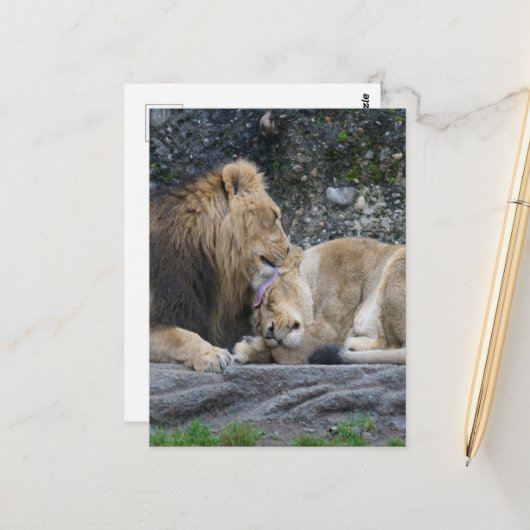 Carte Postale Puissant amour Lion (Devant/Arrière en situation)