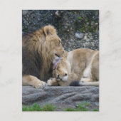 Carte Postale Puissant amour Lion (Devant)