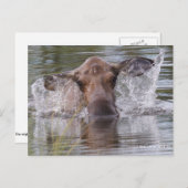 Carte Postale Puissante orignal en jouant cool (Devant / Derrière)