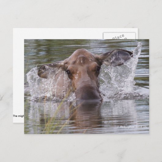 Carte Postale Puissante orignal en jouant cool (Devant / Derrière)