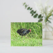 Carte Postale Pukeko (Debout devant)