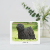 Carte Postale Puli 8W48D-12 hongrois (Debout devant)