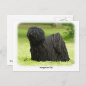 Carte Postale Puli 8W48D-12 hongrois (Devant / Derrière)