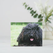 Carte Postale Puli Dog Postcard (Debout devant)