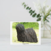 Carte Postale Puli hongrois 8W48D-03 (Debout devant)