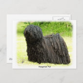 Carte Postale Puli hongrois 8W48D-03 (Devant / Derrière)