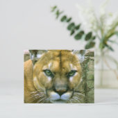 Carte Postale Puma (Debout devant)