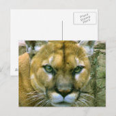 Carte Postale Puma (Devant / Derrière)