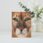 Carte Postale Puma (Debout devant)