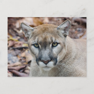 Carte Postale Puma, cougar, panthère de Floride, Puma