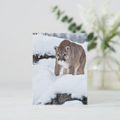 Carte Postale Puma dans la neige (Debout devant)