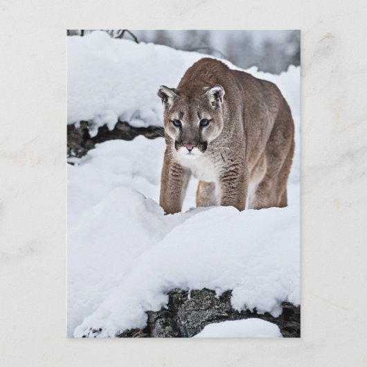 Carte Postale Puma dans la neige (Devant)