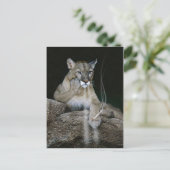 Carte Postale Puma fumeur (Debout devant)