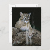 Carte Postale Puma fumeur (Devant / Derrière)