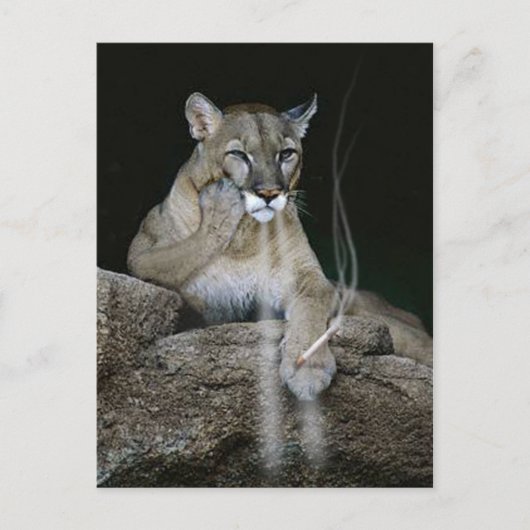 Carte Postale Puma fumeur (Devant)