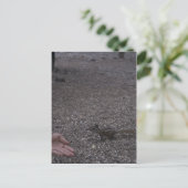 Carte Postale pumunk (Debout devant)