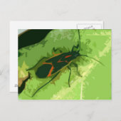 Carte Postale Punaise de l'érable (Devant / Derrière)