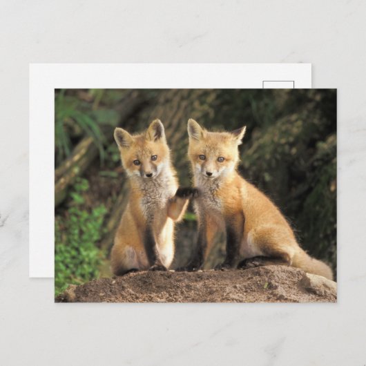Carte Postale Pup Red Fox devant den Vulpes vulpes) (Devant / Derrière)