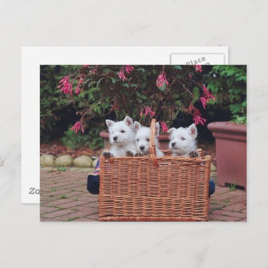 Carte Postale Puppies adorables (Devant / Derrière)