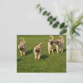 Carte Postale Puppies Shar Pei Jouer (Debout devant)