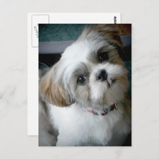 Carte Postale Puppy Buddie (Devant / Derrière)