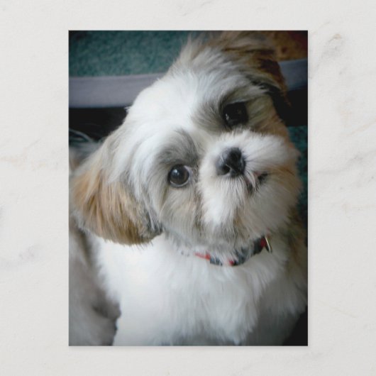 Carte Postale Puppy Buddie (Devant)