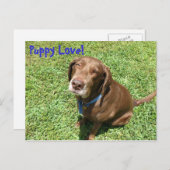 Carte Postale Puppy Love ! (Devant / Derrière)