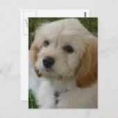 Carte Postale Puppy Love - jolie photo de chien MaltiPoo (Devant / Derrière)