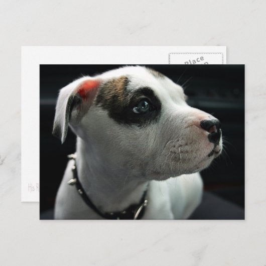 Carte Postale Puppy Pit Bull T-Bone (Devant / Derrière)