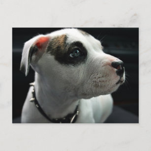 Carte Postale Puppy Pit Bull T-Bone