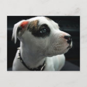 Carte Postale Puppy Pit Bull T-Bone (Devant)