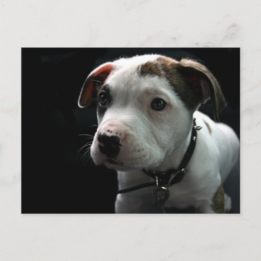 Carte Postale Puppy Pit Bull T-Bone (Devant)
