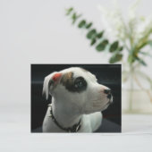 Carte Postale Puppy Pit Bull T-Bone (Debout devant)