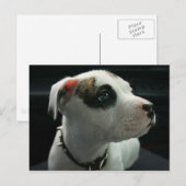 Carte Postale Puppy Pit Bull T-Bone (Devant / Derrière)