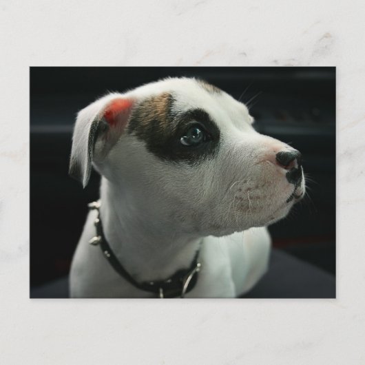 Carte Postale Puppy Pit Bull T-Bone (Devant)