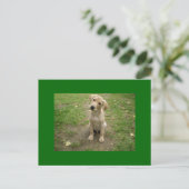 Carte Postale Puppy Tilts Head Labrador (Debout devant)