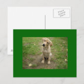Carte Postale Puppy Tilts Head Labrador (Devant / Derrière)