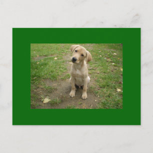 Carte Postale Puppy Tilts Head Labrador