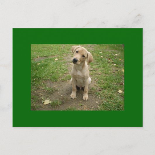 Carte Postale Puppy Tilts Head Labrador (Devant)